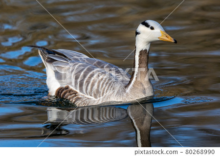 The bar-headed goose, Anser indicus seen in English Garden in Munich The bar-headed goose, Anser indicus seen in English Garden in Munich 80268990