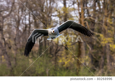 The bar-headed goose, Anser indicus flying over a lake in English Garden in Munich The bar-headed goose, Anser indicus flying over a lake in English Garden in Munich 80268996