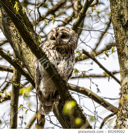 Juvenile tawny owl, Strix aluco perched on a twig 80269002