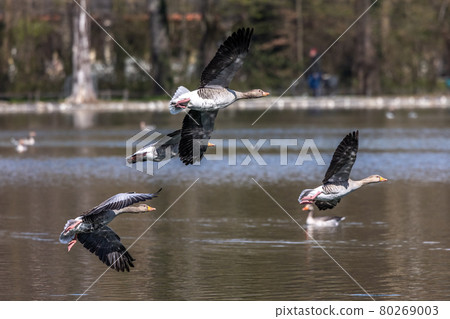 The flying greylag goose, Anser anser is a species of large goose 80269003