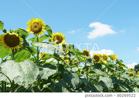 A landscape of summer flowers and sunflowers blooming against a blue sky 80269522