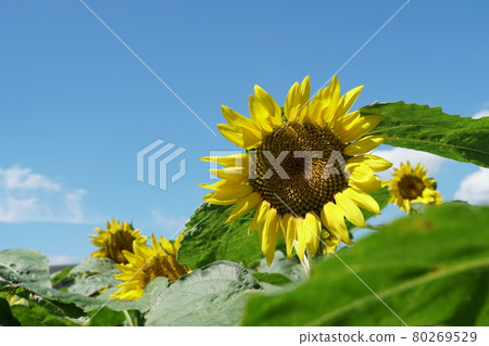 A close-up image of the scenery of summer flowers and sunflowers blooming against the blue sky 80269529