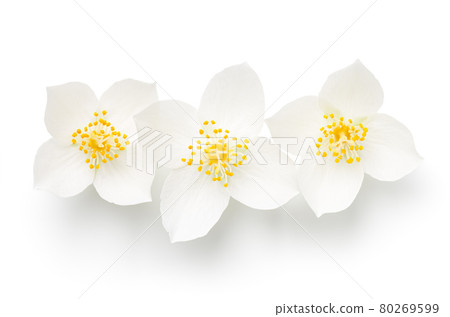 Jasmine Isolated Over White Background Three Flowers 80269599