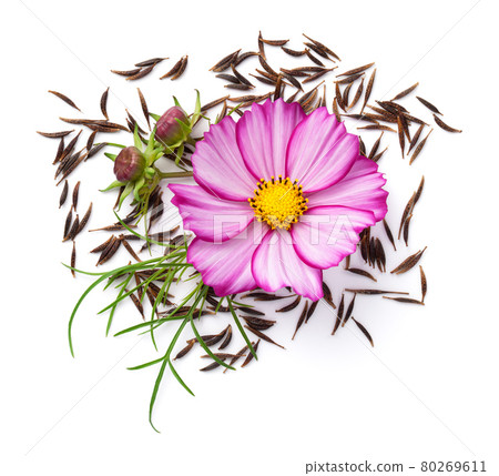 Cosmos Flower And Seeds Composition White Background 80269611