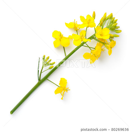 Rapeseed Isolated On White Background Canola Flower Rapeseed Isolated On White Background Canola Flower 80269636