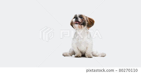 One playful little smiling Shih Tzu dog sitting on floor isolated over white studio background. Copyspace for ad. Flyer 80270110