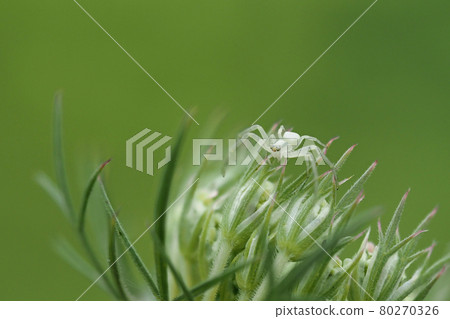 crab white spider on thistle crab white spider on thistle 80270326