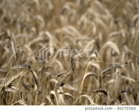 mature grain wheat field ready to harvest mature grain wheat field ready to harvest 80270368
