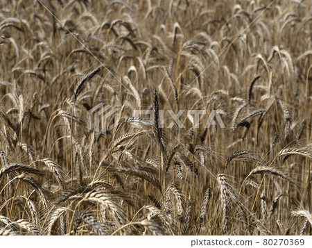 mature grain wheat field ready to harvest mature grain wheat field ready to harvest 80270369