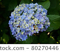 Close-up of hydrangea 80270446