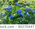 Hydrangea 80270447
