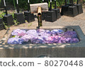 Hydrangea Chozuya 80270448