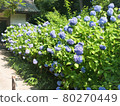 Hydrangea hydrangea temple 80270449