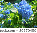 Hydrangea blue 80270450