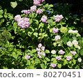 Hydrangea full bloom 80270451