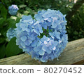 Hydrangea hydrangea 80270452