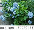 hydrangea   80270453