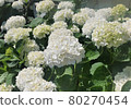 Hydrangea Annabelle 80270454