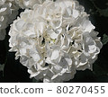 Hydrangea Annabelle 80270455