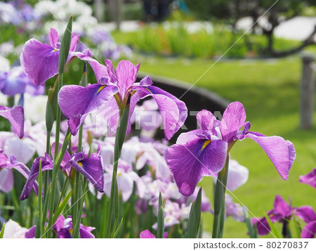 Hana shawab 80270837