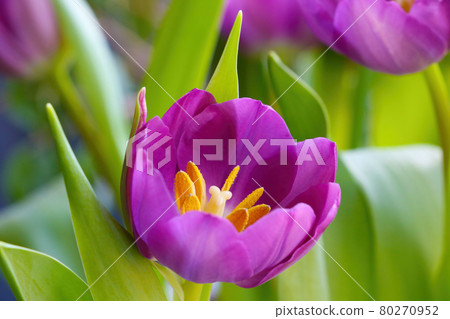 Flowering tulip close-up in the park in the summer. 80270952
