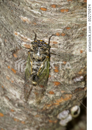 熊澤米棲息在櫻桃樹上 熊澤米棲息在櫻桃樹上 80270974