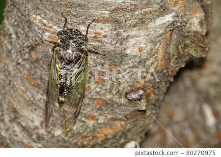 熊澤米棲息在櫻桃樹上 熊澤米棲息在櫻桃樹上 80270975