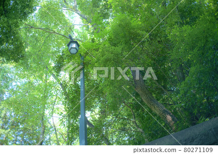 Beautiful fresh green park Beautiful fresh green park 80271109