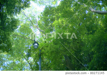 Beautiful fresh green park Beautiful fresh green park 80271145