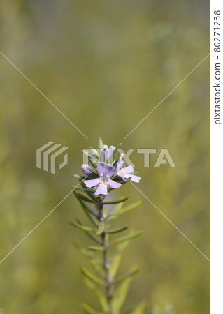 Coastal rosemary Coastal rosemary 80271238