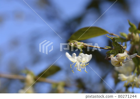 Winter flowering honeysuckle Winter flowering honeysuckle 80271244