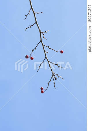 Common Hawthorn Common Hawthorn 80271245