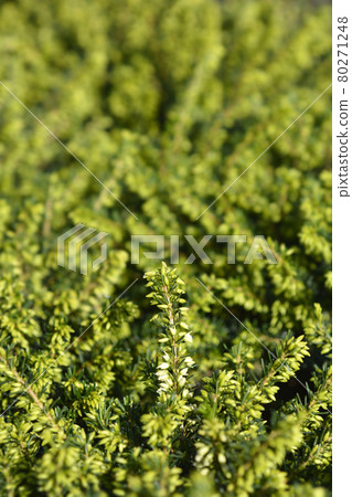 Darley Dale heath Darley Dale heath 80271248