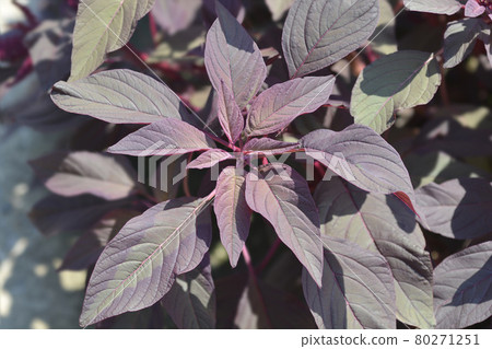 Amaranth Velvet Curtains 80271251