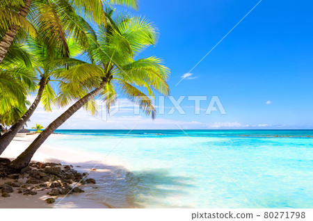 Coconut Palm trees on white sandy beach in Punta Cana, Dominican Republic. 80271798