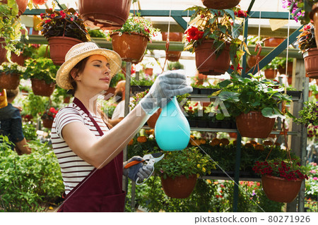 Woman gardener in hat and gloves works with flowers in the greenhouse. 80271926