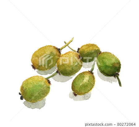 Freshly picked kiwi with shadow [Watercolor] Fruit, fruit material White background Copy space available 80272064