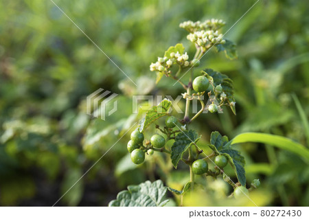 The heart of the vine with fallen petals and the green fruit / vine family 80272430