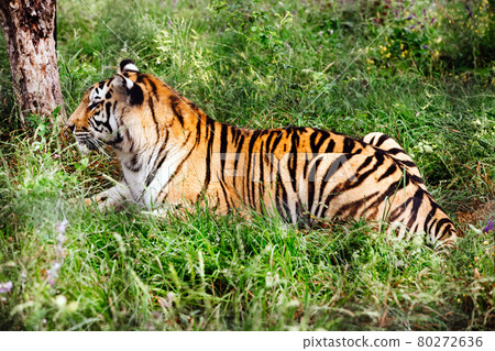 Portrait of a Amur tiger on a grass in summer day. Portrait of a Amur tiger on a grass in summer day. 80272636