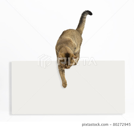 an adult gray cat Scottish straight chinchilla over a blank white ad points with its paw down an adult gray cat Scottish straight chinchilla over a blank white ad points with its paw down 80272945