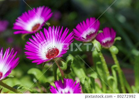 Matsubagiku松針菊花 80272992