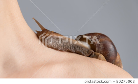 Close-up of a snail crawling of a woman's shoulder. Skin care Close-up of a snail crawling of a woman's shoulder. Skin care 80273008