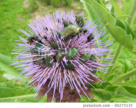 Cetoniinae 湧向朝鮮薊花 Cetoniinae 湧向朝鮮薊花 80273135