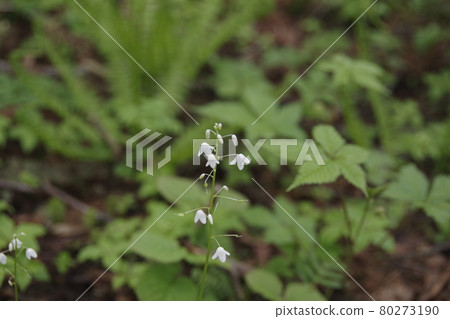 帝釋山上的大葉草 80273190