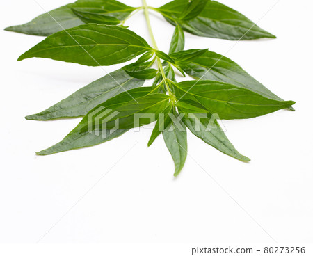 Kariyat or Andrographis paniculata green leaves on white background. Kariyat or Andrographis paniculata green leaves on white background. 80273256
