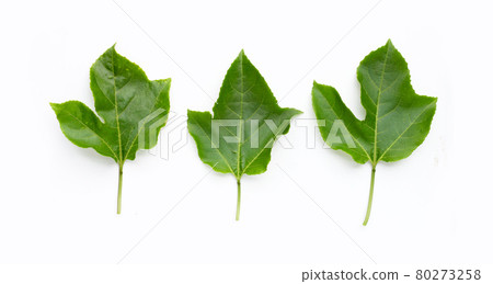 Passion fruit leaves on white background. Passion fruit leaves on white background. 80273258