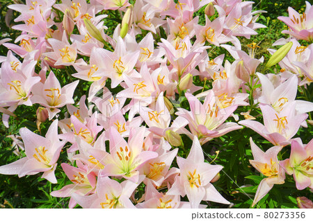 日本新潟縣魚沼市月岡公園的百合園 80273356