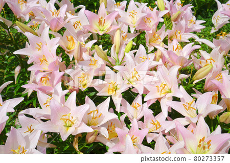 日本新潟縣魚沼市月岡公園的百合園 80273357