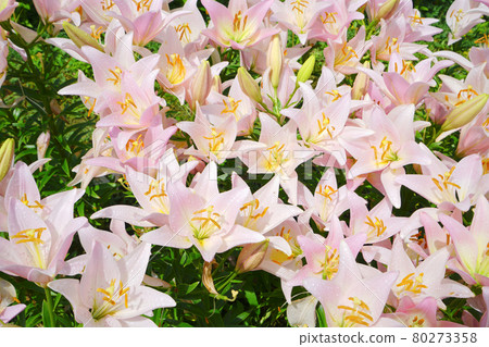 日本新潟縣魚沼市月岡公園的百合園 80273358