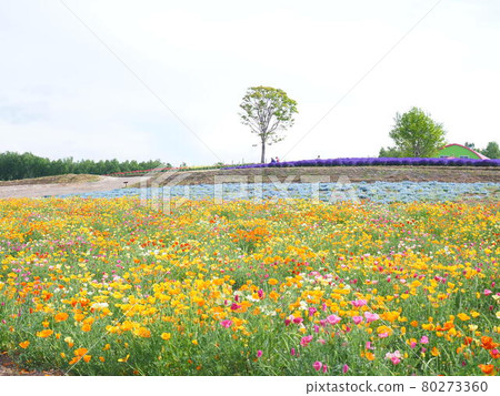 北海道美瑛四季彩之岡罌粟田的風景 80273360